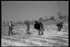 2745_Planting slash pine, Tuskegee Project, Macon County, Alabama,