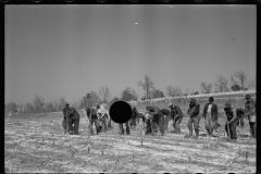 2747_Planting slash pine, Tuskegee Project, Macon County, Alabama,