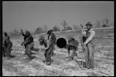 2750_Planting slash pine, Tuskegee Project, Macon County, Alabama,