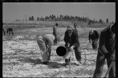 2758_Planting slash pine, Tuskegee Project, Macon County, Alabama,