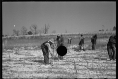 2759_Planting slash pine, Tuskegee Project, Macon County, Alabama,