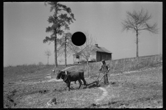 2760_ Ploughing , Macon County, Alabama,