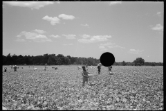 2781_Picking string-beans near Cambridge, Maryland