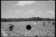 2782_Picking string-beans near Cambridge, Maryland