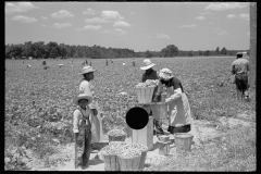 2783_Picking string-beans near Cambridge, Maryland