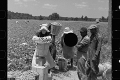 2787_Picking string-beans near Cambridge, Maryland