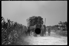 2788_Straw (wheat) falling from  threshing machine, Frederick