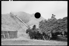 2799_Loading  straw onto a horse and cart , Mobile threshing yard 