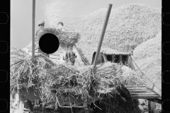 2802_Threshing in full throw , with clouds of dust , Frederick, Maryland