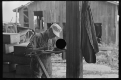 2940_ Worker at a pea vinery