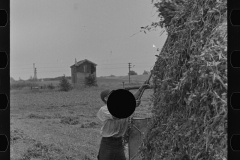 2954_Farmer loading  a  truck, peas .