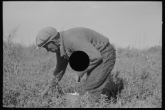 2957_ Migrant Blueberry picker, near Little Fork, Minnesota