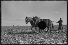 3017_Ploughing  (Plowing) with horses, East Grand Forks, Minnesota