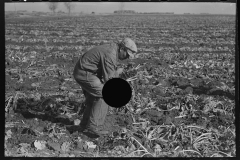 3019_Worker removing waste from sugar beets, East Grand Forks