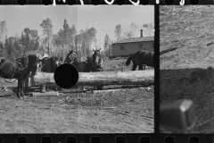 3033_Loading pulpwood at camp near Effie, Minnesota