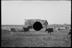 3034_Cattle with straw barn in the background on farm near Little Fork, Minnesota