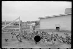 3082_Feeding chickens, Wabash Farms, Indiana