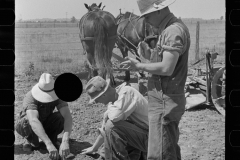 3092_Planting tomatoes, Wabash Farms,