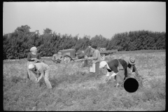 3162_Women picking carrots, Camden County, New Jersey