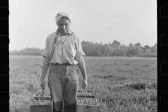 3164_ Girl carrying boxes of cranberries to loading station, Burlington County, New Jersey