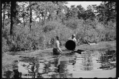 3166_Gathering cranberries , Burlington County, New Jersey