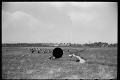 3168_Cranberry pickers in bog, Burlington County, New Jersey