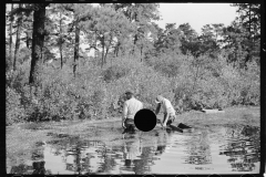 3169_Gathering cranberries ,Burlington County, New Jersey