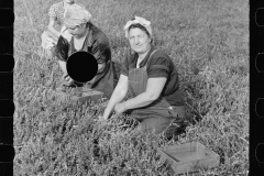 3177_Woman picking cranberries, Burlington County, New Jersey