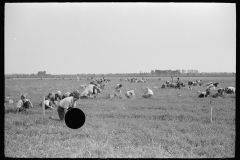 3178_Cranberry pickers, Burlington County, New Jersey