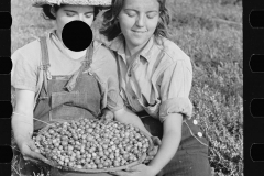 3179_Girls picking  cranberries, Burlington County, New Jersey