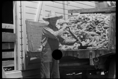 3231_ loading corn into corn crib