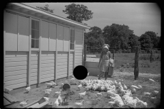 3238_Farmer's wife feeding chickens, Scioto Farms, Ohio