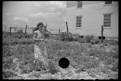 3239_  Farmer's wife  picking beans