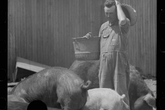 3245_Farmer feeding pigs