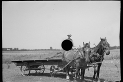 3249_Farmer transporting manure