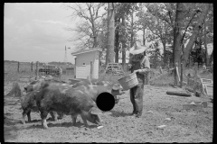 3250_Farmer feeding pigs , Scioto Farms, Ohio