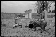 3251_Sow and piglets , Scioto Farms, Ohio