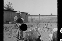 3252_Farmer feeding pigs , Scioto Farms, Ohio