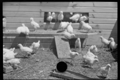 3254_ Chickens (white) in chicken house and run , Scioto Farms, Ohio