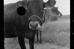 3257_Cows at  Farms cooperative, Indiana