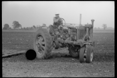 3292_Farmall row crop Tractor in use , Wabash Farms, Indiana