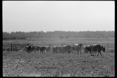 3301_Driving the cows to/ from pasture, Wabash Farms, Indiana