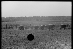 3302_Driving the cows to/ from pasture, Wabash Farms, Indiana