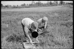 3307_Men scooping cranberries, Burlington County, New Jersey