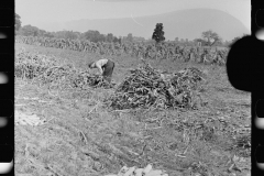 3312_Farm labourer with husked corn, Camden County, New Jersey