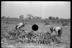 3314_Husking corn, Camden County, New Jersey