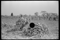 3315_Husking corn, Camden County, New Jersey