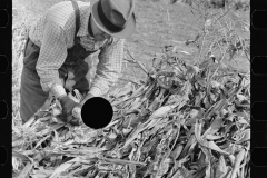 3316_Husking corn,  Camden County, New Jersey