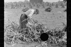 3317_Husking corn,  Camden County, New Jersey