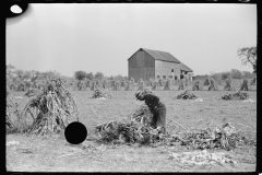 3320_Husking corn , Camden County, New Jersey